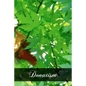 Donatism - Paperback