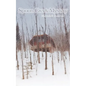 Spoon Creek Mystery - Paperback