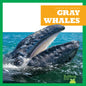 Gray Whales - Paperback
