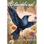 Blackbird - Paperback