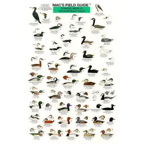 Mac's Field Guides: Northeast Coastal Water Birds - Paperback