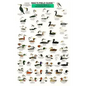 Mac's Field Guides: Northeast Coastal Water Birds - Paperback