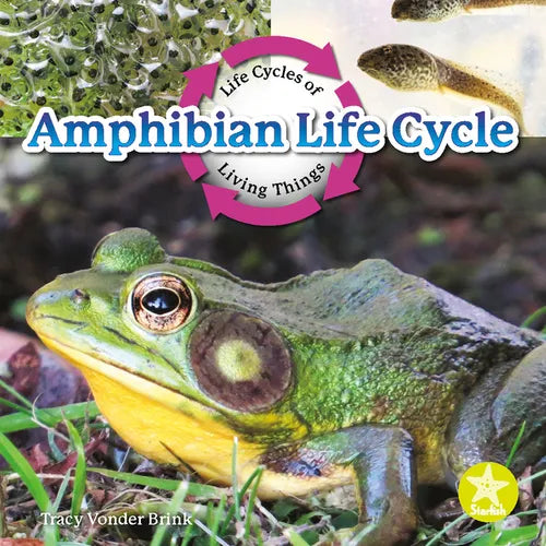 Amphibian Life Cycle - Paperback