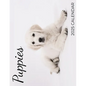 Puppies 2025 Calendar: 2025 Calendar - Paperback