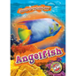 Angelfish - Library Binding