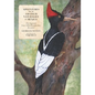 Adventures of an Amateur Naturalist in Mexico: The Imperial Ivory-billed Woodpecker, Revisited - Paperback