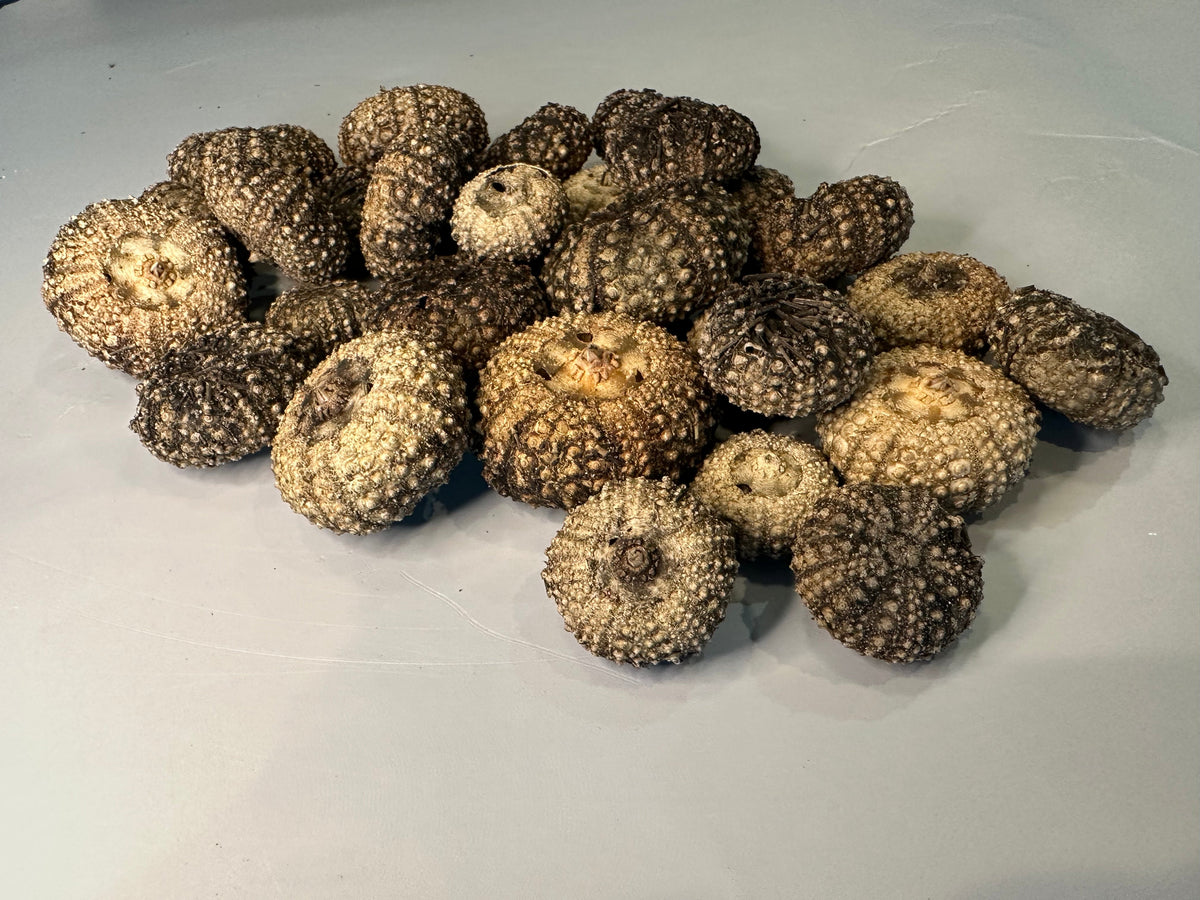 Baby Black Sea Urchin Shells