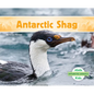 Antarctic Shag - Library Binding