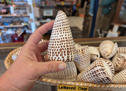 Lettered Cone Shell – Conus litteratus