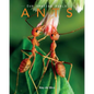 Ants: Amazing Pictures & Fun Facts on Animals in Nature - Paperback