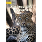 Big Cats - Katamwa aika buubura (Te Kiribati) - Paperback