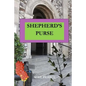 Shepherd's Purse - Paperback