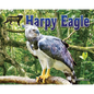 Harpy Eagle - Paperback
