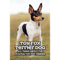 Toy Fox Terrier Dog: All Thing about The Playful Toy Fox Terrier: Toy Fox Terrier Dog Breed Complete Guide - Paperback