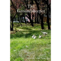 The Groundskeeper - Paperback