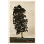God Is a Tree: and Other Middle-Aged Prayers - Paperback