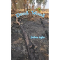 Dead Wood - Paperback