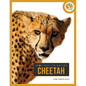 Cheetah - Paperback