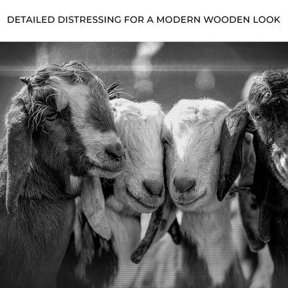 Black And White Baby Goats Canvas Wall Art