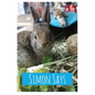 Simon Says - Paperback