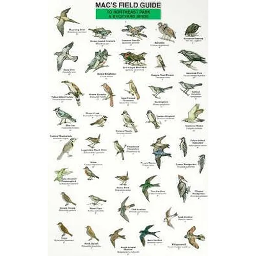 Mac's Field Guides: Northeast Park & Backyard Birds - Paperback