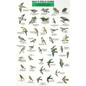 Mac's Field Guides: Northeast Park & Backyard Birds - Paperback