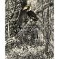 A Walk Through the Rain Forest - Hardcover