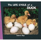 The Life Cycle of a Duck - Paperback