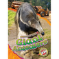 Giant Anteaters - Library Binding