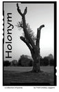 Holonym - Paperback