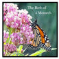 The Birth Of A Monarch: Metamorphosis of a Monarch Butterfly - Paperback