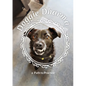 Doggie Dharma: a Path to Practice - Paperback