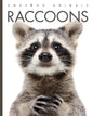 Raccoons - Paperback