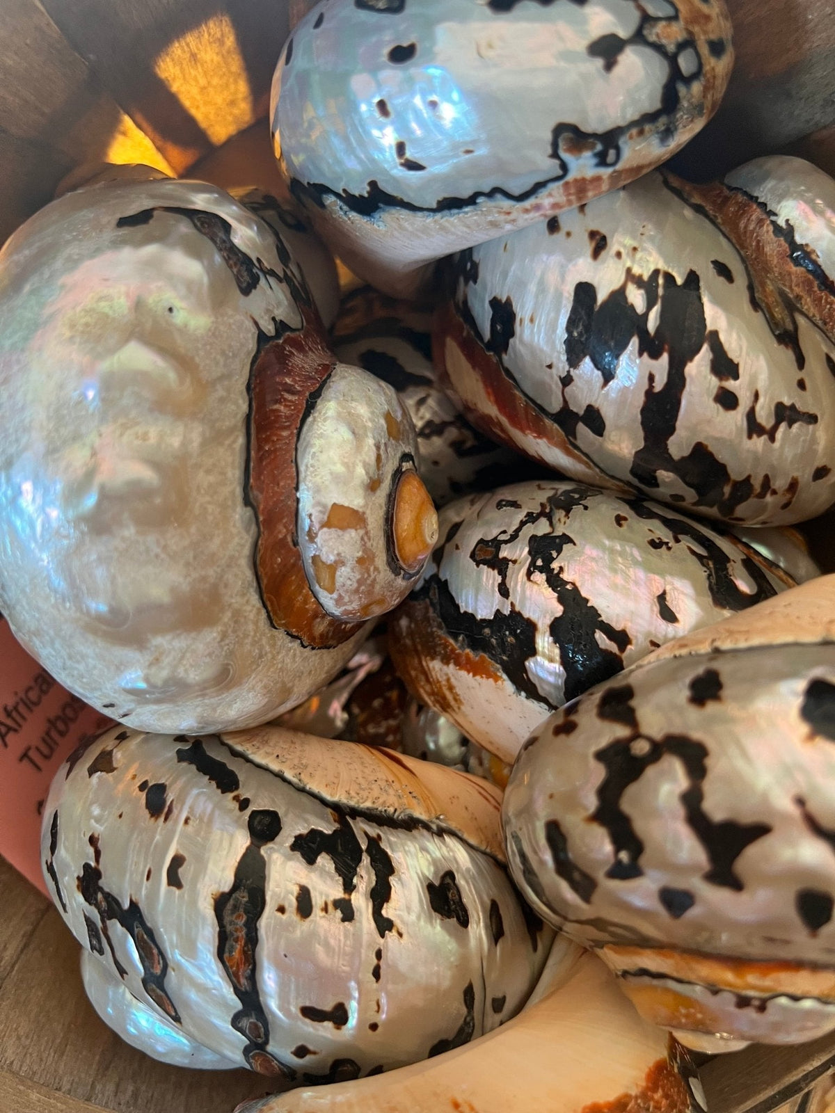 African Turbo Shells- 4 Sizes (Turbo sarmaticus)