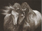 Kindred Spirits Greeting Card -  Blank Card