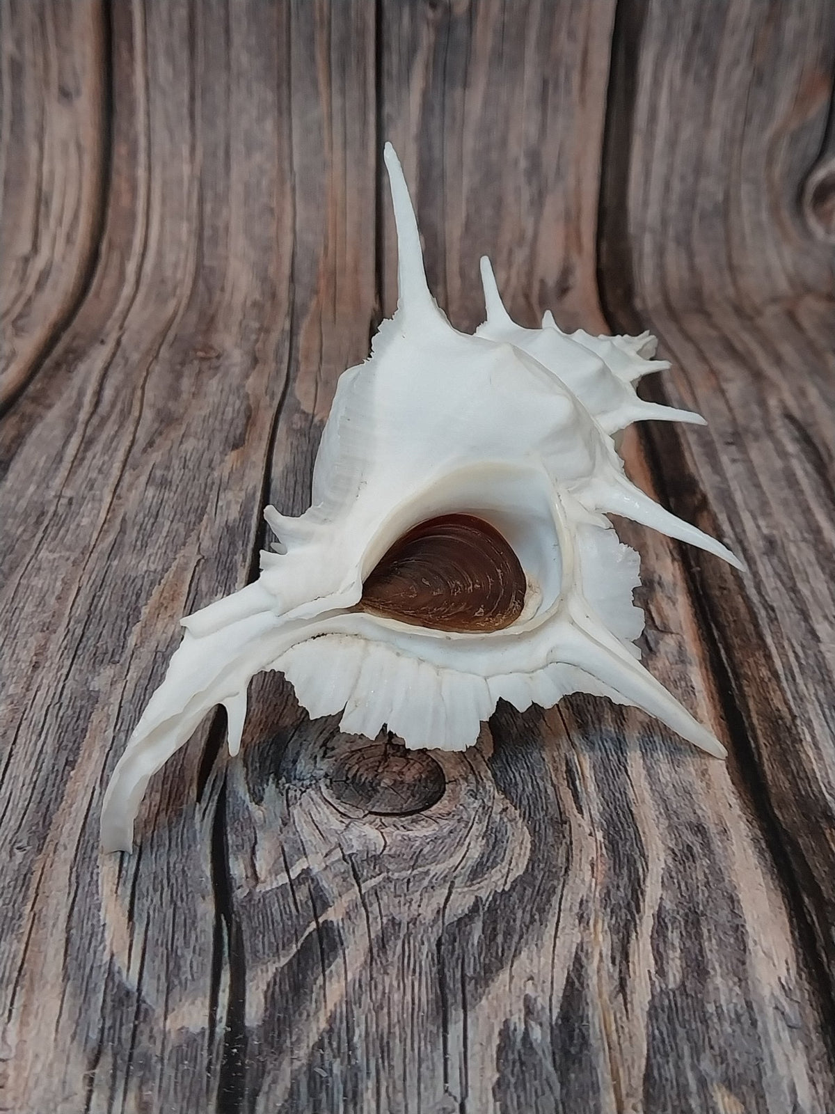 Alabaster Murex Shell with Operculum 5.5" | White Spiked Coastal Display Shell