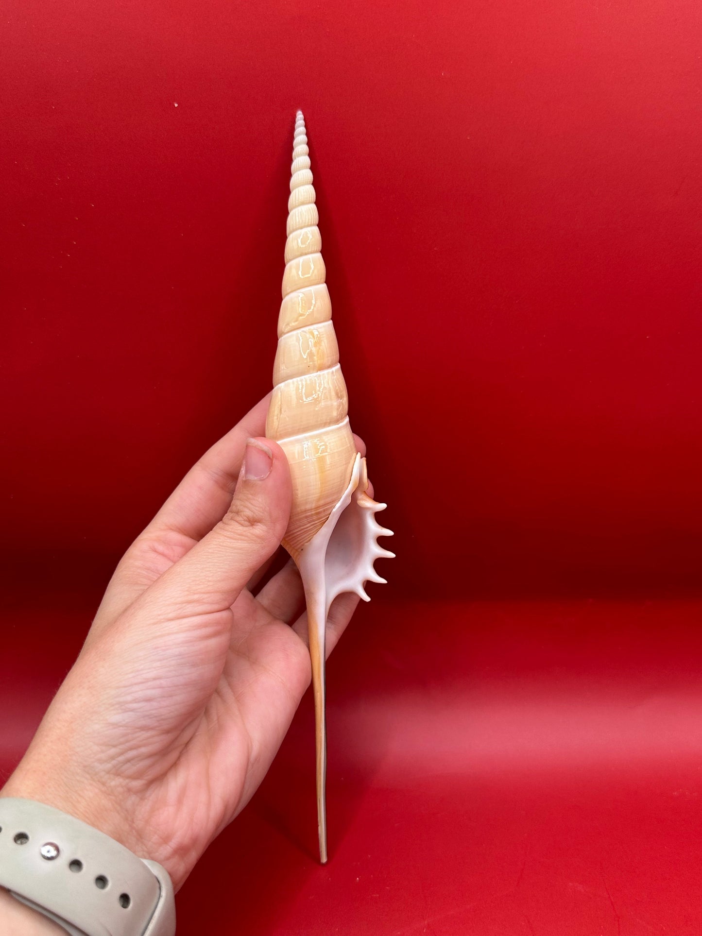 Large Shinbone Tibia Shell Display – Coastal Home Decor Specimen (Tibia fusus) 9"