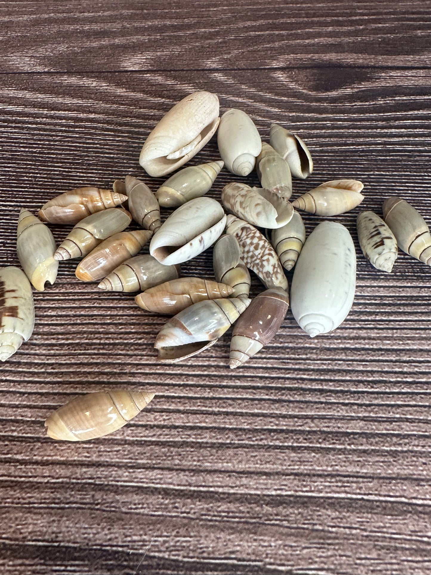 Assorted Olive Shells