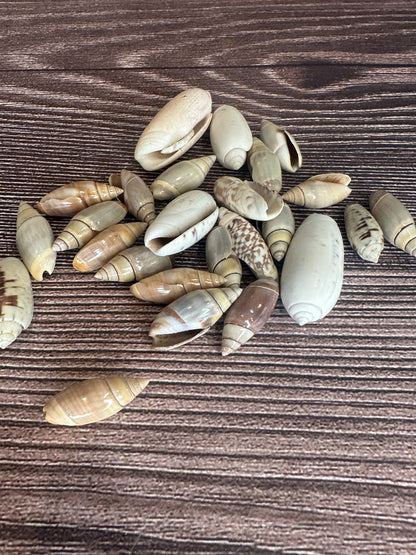Assorted Olive Shells