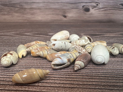 Assorted Olive Shells