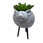 Faux Green Succulent In Planter - Pig