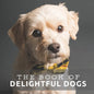 The Book of Delightful Dogs: Picture Book For Seniors With Dementia (Alzheimer's) - Paperback