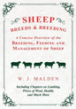 Sheep Breeds and Breeding - A Concise Overview of the Breeding, Feeding and Management of Sheep, Including Chapters on Lambing, Prices of Wool, Health - Paperback