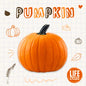 Pumpkin - Paperback