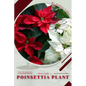 Poinsettia Plant: Plant Guide - Paperback