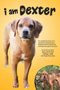 I Am Dexter - Paperback