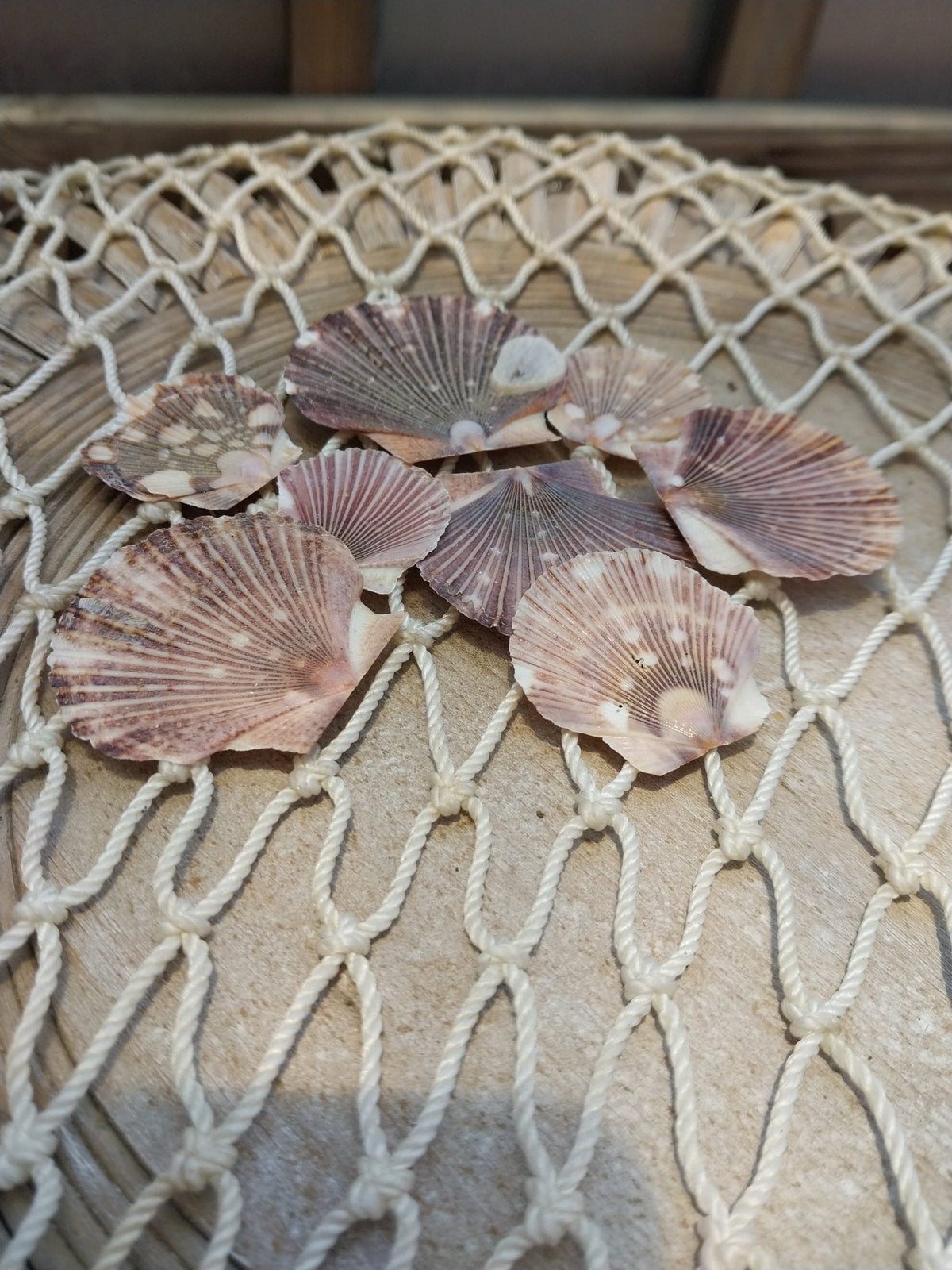 Baby Flat Scallops | Pixadatus pyxidata Coastal Display Shells – Bulk Available