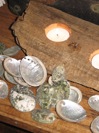 Baby Green Abalone Shells
