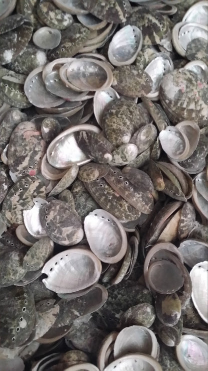 Baby Green Abalone Shells