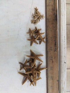 Bay Starfish